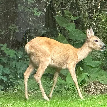 Large With Balcony At The Edge Of The Forest *