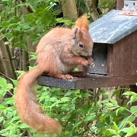 Large With Balcony At The Edge Of The Forest *