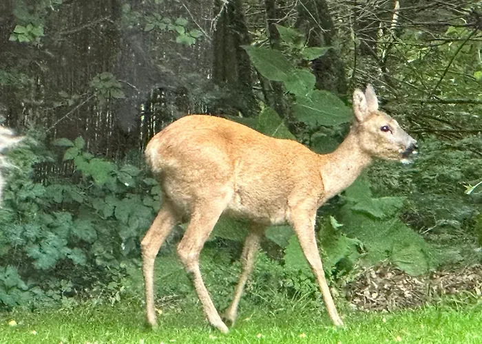 Large With Balcony At The Edge Of The Forest *