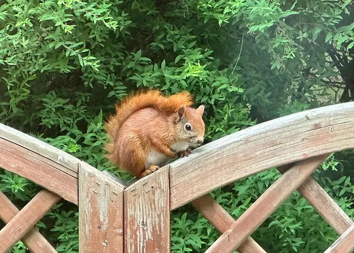 Large With Balcony At The Edge Of The Forest Løkken