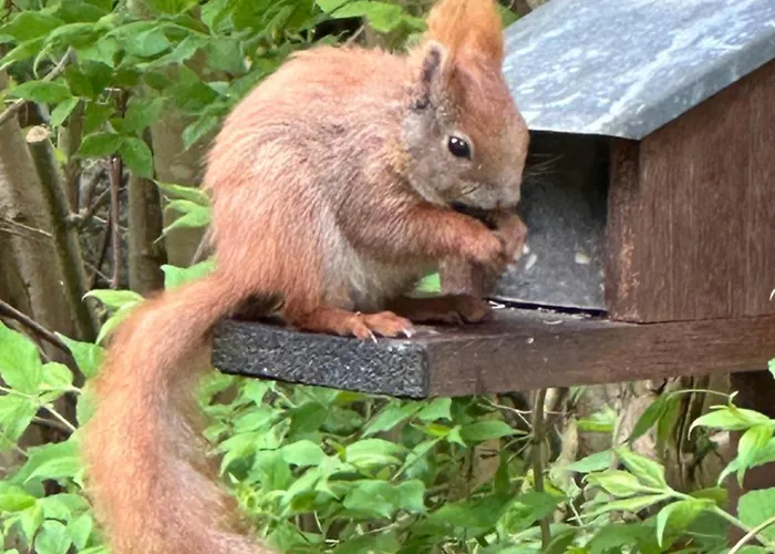 Large With Balcony At The Edge Of The Forest *