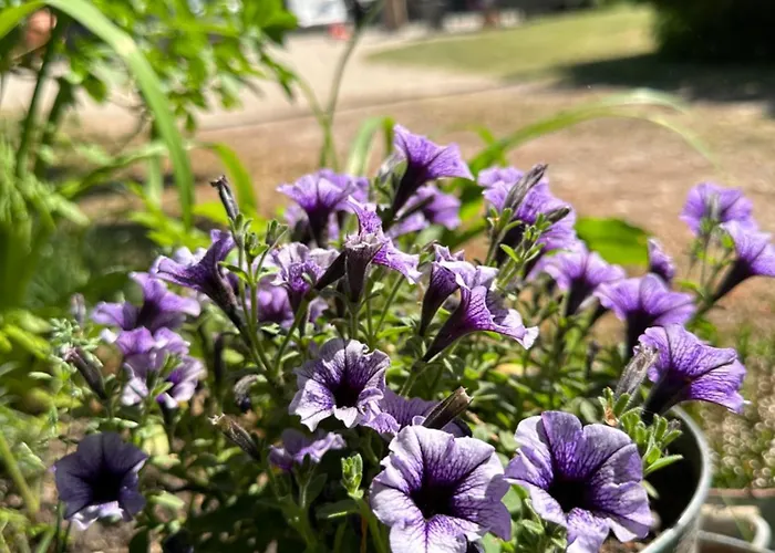 Large With Balcony At The Edge Of The Forest منزل للإقامة